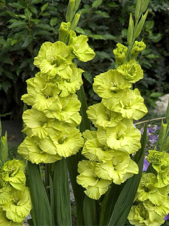 Kup Mieczyk Green Star (Gladiolus)