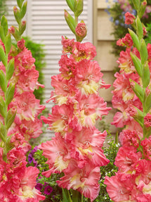 Mieczyk Mango Muse (Gladiolus)