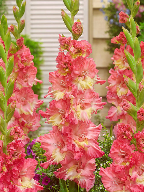 Mieczyk Mango Muse (Gladiolus)