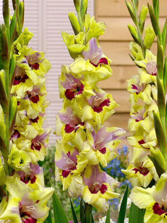 Mieczyk Oracle (Gladiolus)