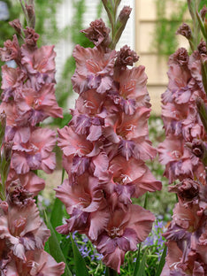 Mieczyk Rusty Chestnut (Gladiolus)