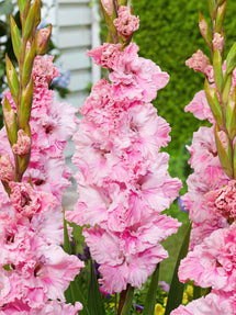 Mieczyk Soft Innocence (Gladiolus)