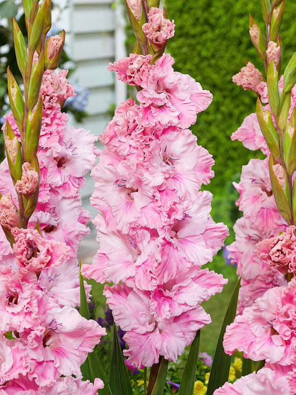 Mieczyk Soft Innocence (Gladiolus)
