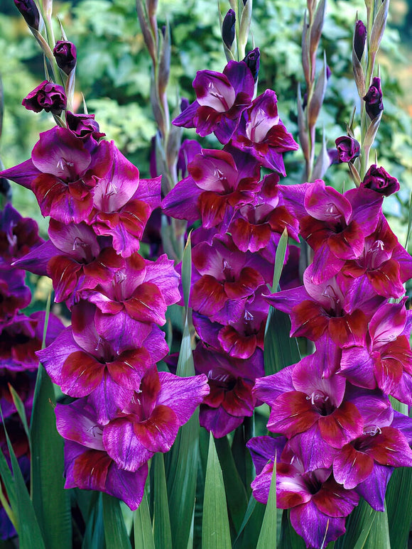 Mieczyk Velvet Eyes (Gladiolus)