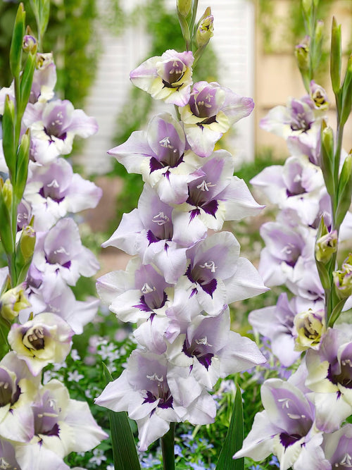 Mieczyk Verax (Gladiolus)