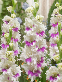 Mieczyk Violet Heart (Gladiolus)