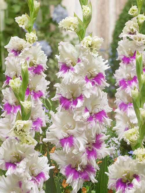Mieczyk Violet Heart (Gladiolus)