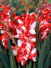 Mieczyk Zizanie (Gladiolus)