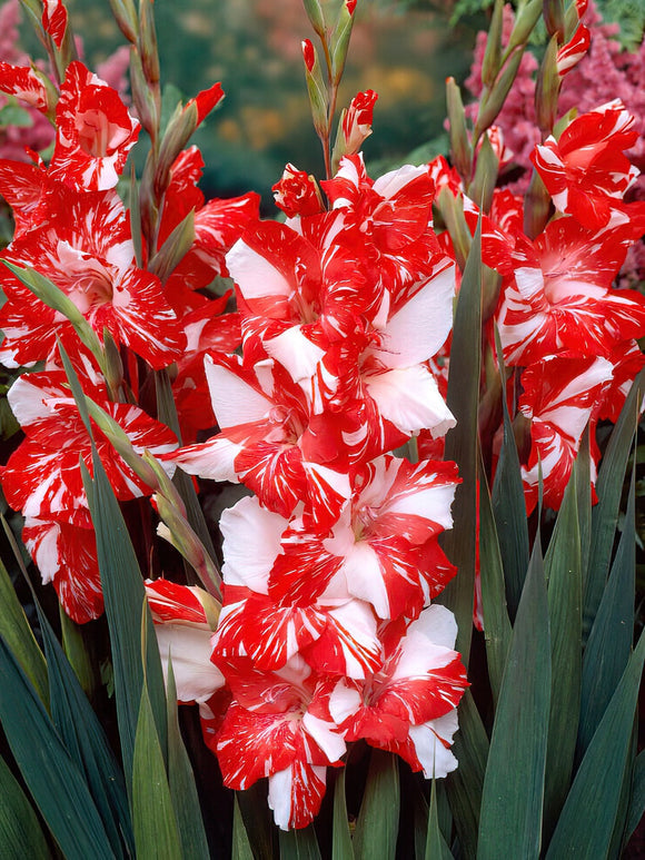 Mieczyk Zizanie (Gladiolus)