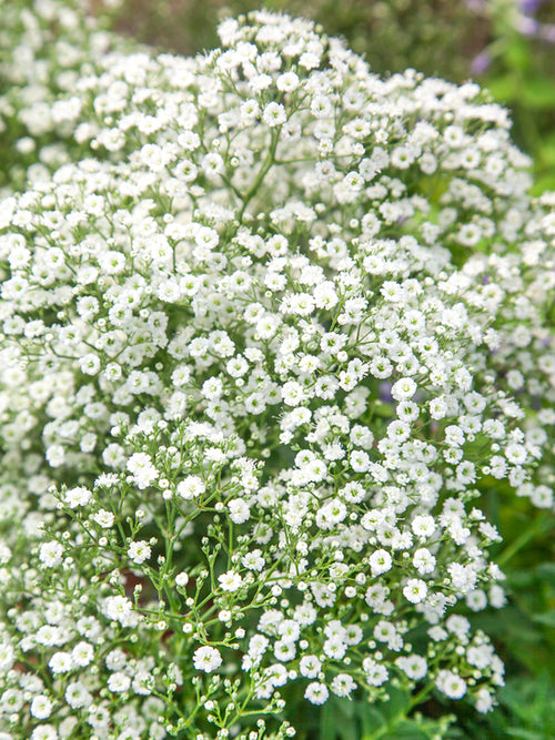 Łyszczec wiechowaty biały (Gypsophila)