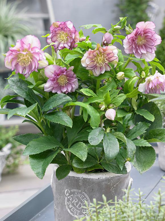 Zamów jeżówkę 'Helleborus Double Ellen Pink (Ciemiernik)' w DutchGrown™ z wysyłką na wiosnę i ciesz się najwyższej jakości odkrytymi korzeniami!