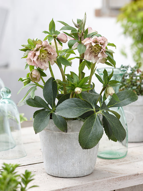 Helleborus Double Ellen Pink Spotted (Ciemiernik)