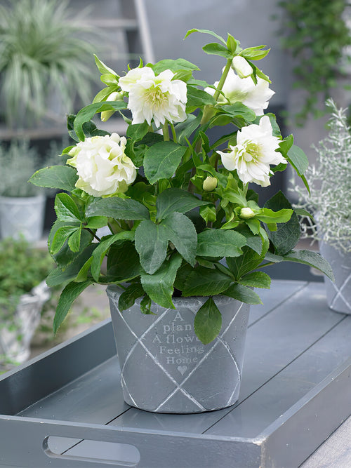 Zamów jeżówkę 'Helleborus Double Ellen White (Ciemiernik)' w DutchGrown™ z wysyłką na wiosnę i ciesz się najwyższej jakości odkrytymi korzeniami!