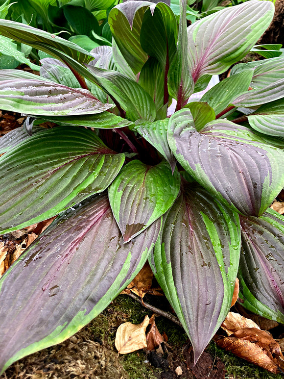 Kup Hosta RED NINJA ('Nk2021'), dostawa wiosną