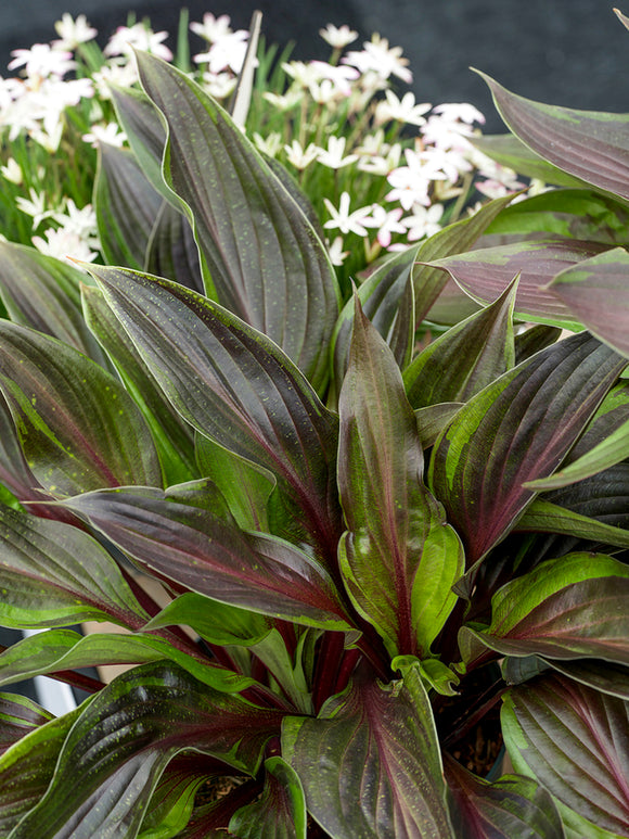 Hosta RED NINJA ('Nk2021') z czerwonymi ogonkami liściowymi