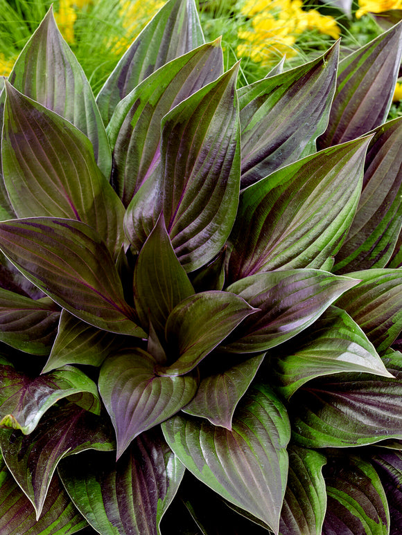 Hosta RED NINJA ('Nk2021') z trwałymi czerwonymi ogonkami liściowymi