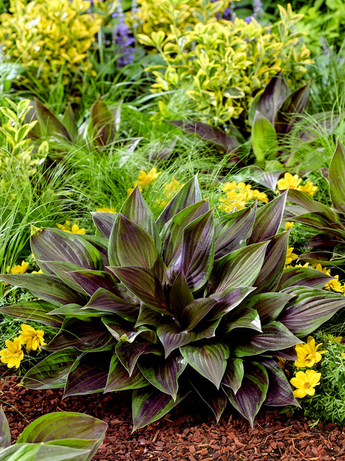 Kup Hosta RED NINJA ('Nk2021') do sadzenia wiosną
