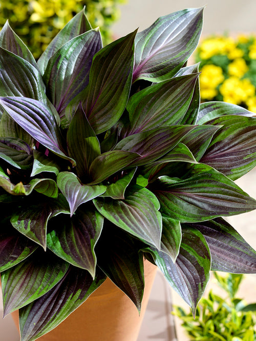 Hosta RED NINJA ('Nk2021') z dekoracyjnymi czerwonymi ogonkami liściowymi