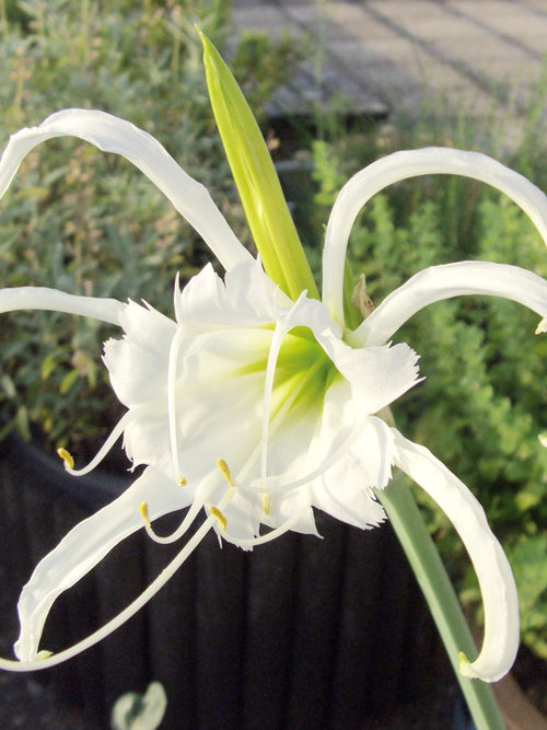Hymenocallis Festalis Zwanenburg