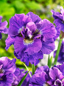 Irys syberyjski Concord Crush