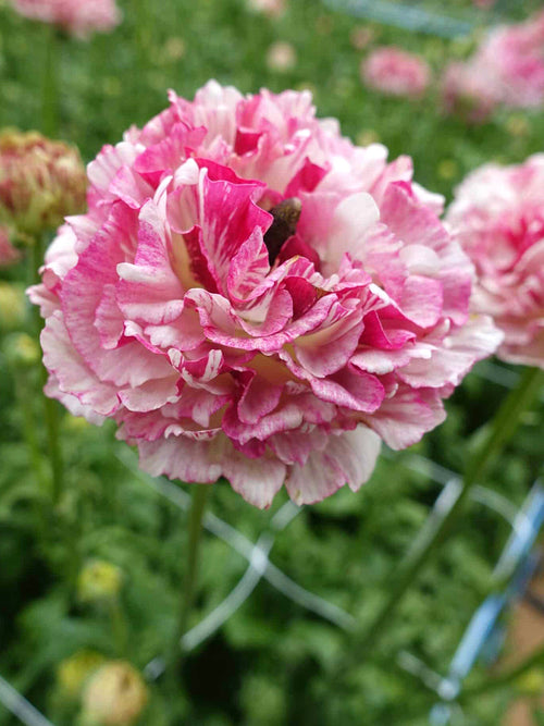 Jaskier Brushmark César® | DutchGrown™ | Cebulki jaskrów (ranunculus)