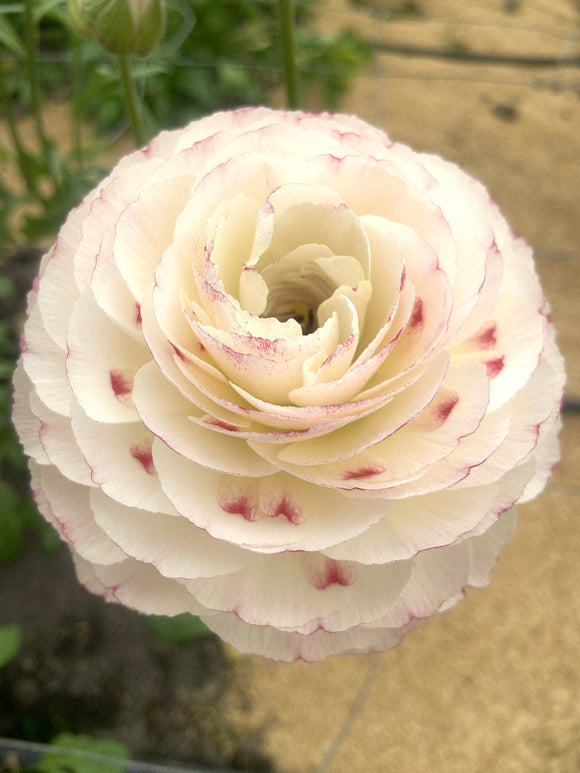 Jaskier Romance™ Orléans – morelowo brzoskwiniowy ranunculus do ogrodu i na bukiety
