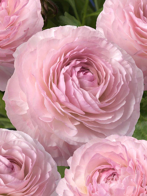 Jaskier Romance™ ‘Seine’ | DutchGrown™ | Jaskier azjatycki
