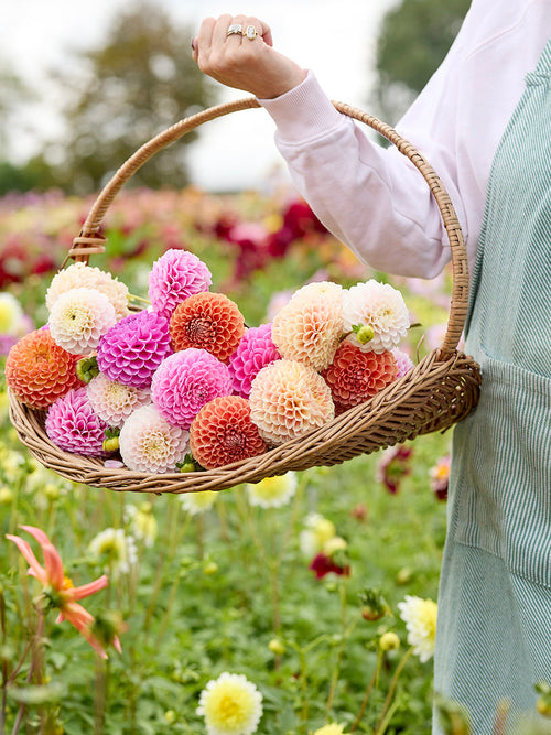 Kolekcja Dalii Candy Ball Kup karpy dalii online