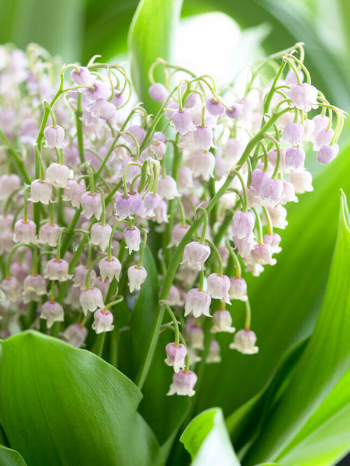 Convallaria Majalis Rosea (Konwalia majowa)