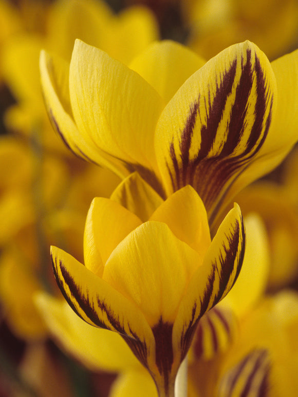 Krokus Gipsy Girl kwitnący w słońcu