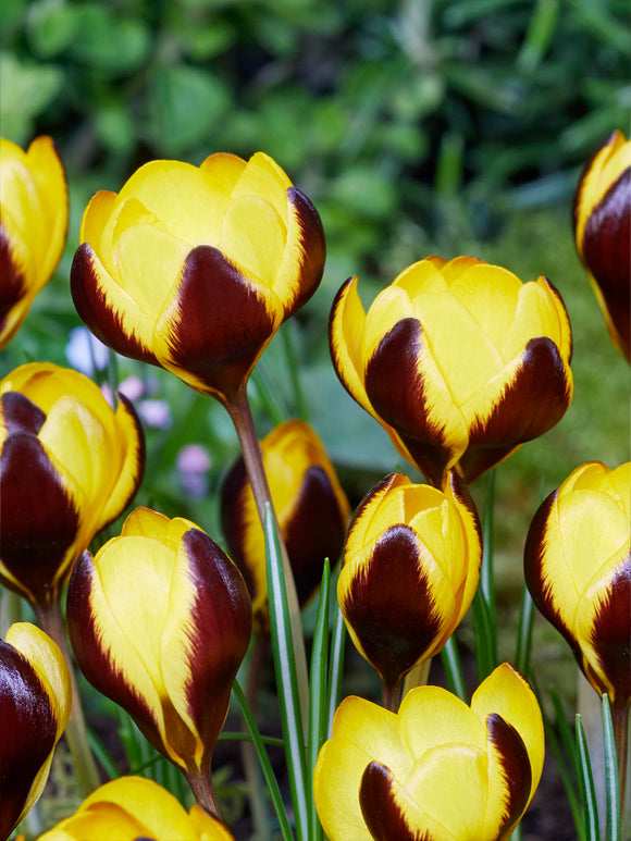 Kwitnący Krokus Queen Bee w ogrodowej rabacie