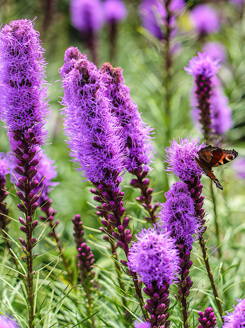 Liatris Spicata