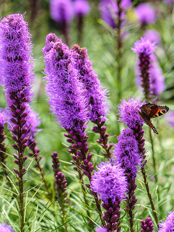 Liatris Spicata