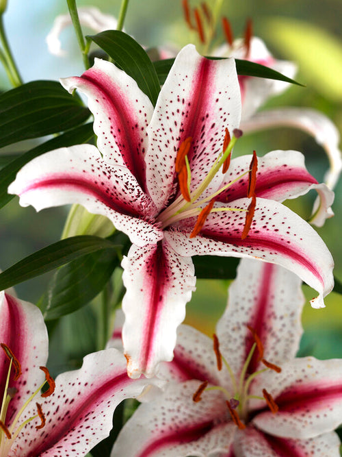 Lily Dizzy