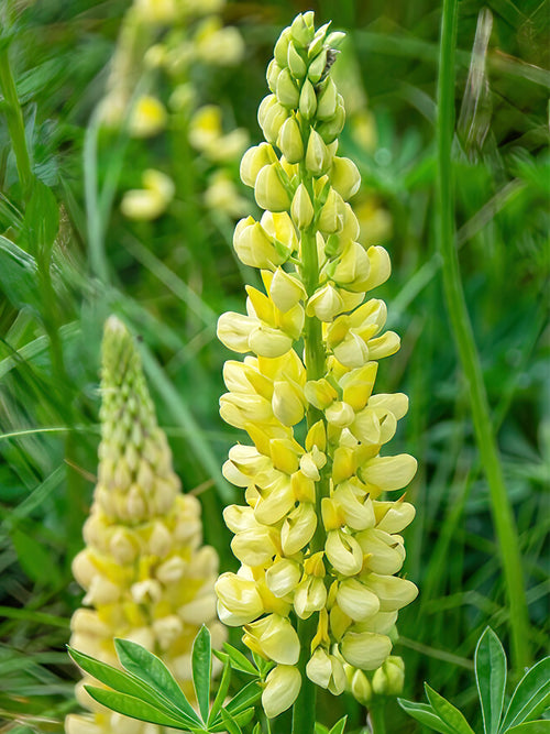 Łubin Chandelier (Lupinus)