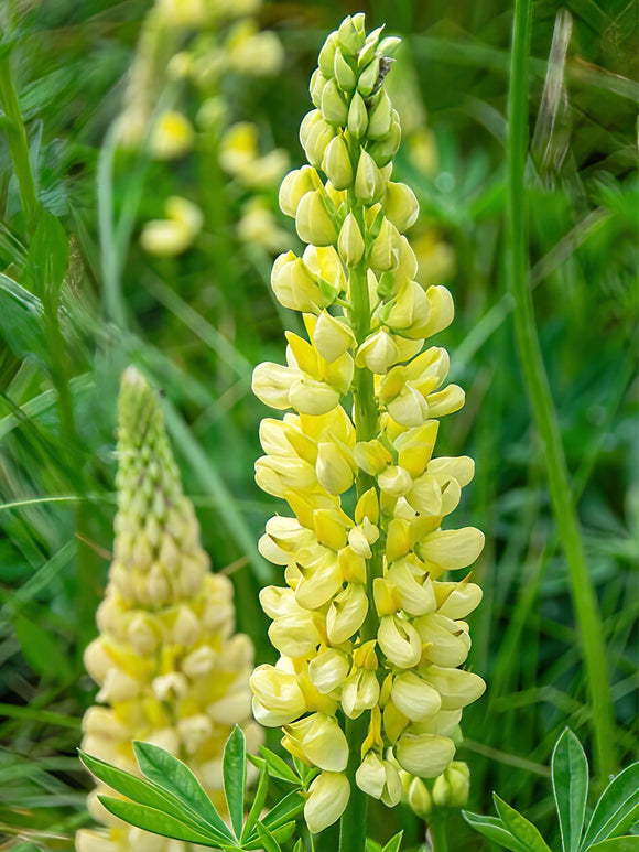 Łubin Chandelier (Lupinus)