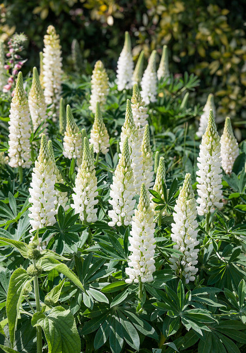 Łubin Noble Maiden (Lupinus)