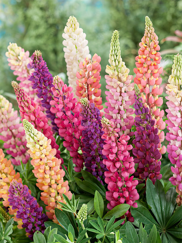 Łubin Russell Hybrids (Lupinus)