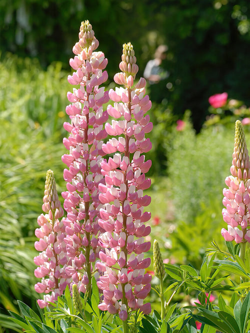 Łubin The Chatelaine (Lupinus)
