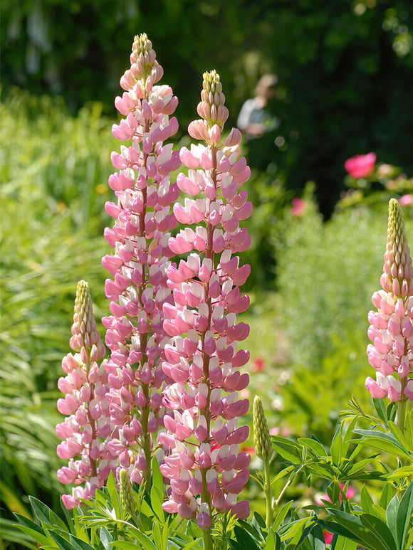 Łubin The Chatelaine (Lupinus)