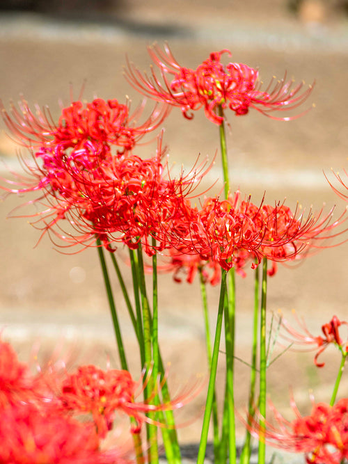 Red Spider Lily (Lycoris radiata)