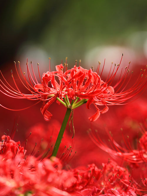 Red Spider Lily (Lycoris radiata)