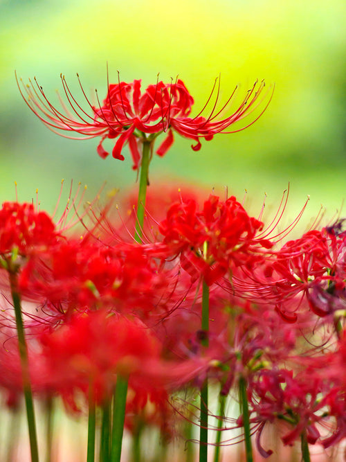 Red Spider Lily (Lycoris radiata)