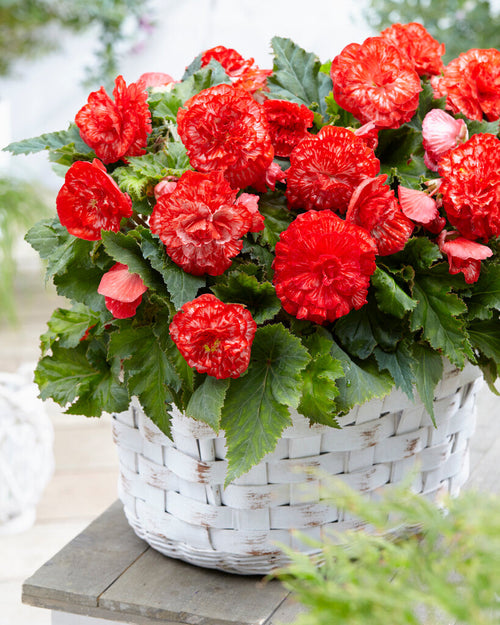 Kup Marmorata Begonia