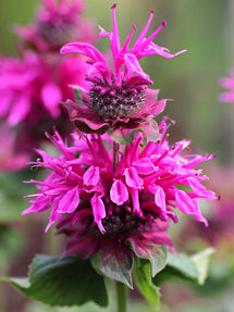 Monarda Bee-Free (Pysznogłówka)