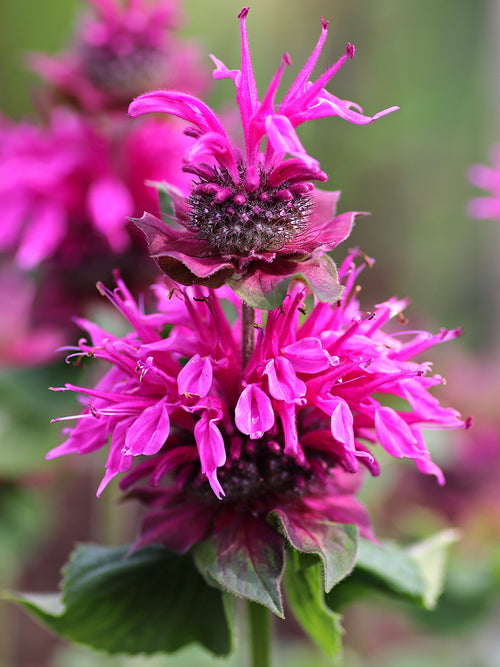 Monarda Bee-Free (Pysznogłówka)