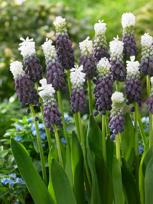 Szafirek Grape Ice (Muscari)