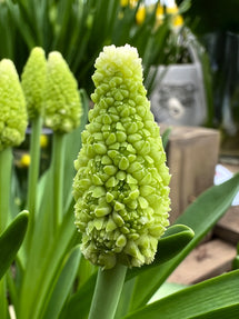 Szafirek Lady Madonna (Muscari)