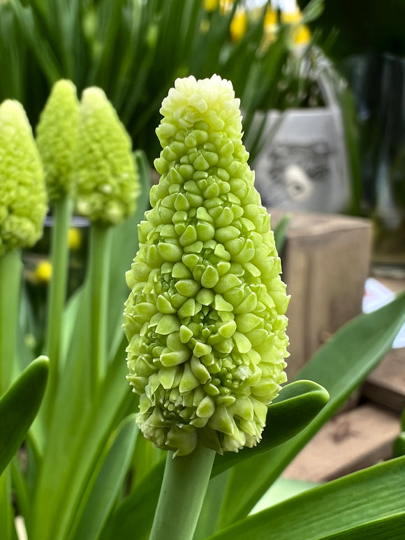 Szafirek Lady Madonna (Muscari)