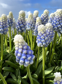 Szafirek Mountain Lady (Muscari)